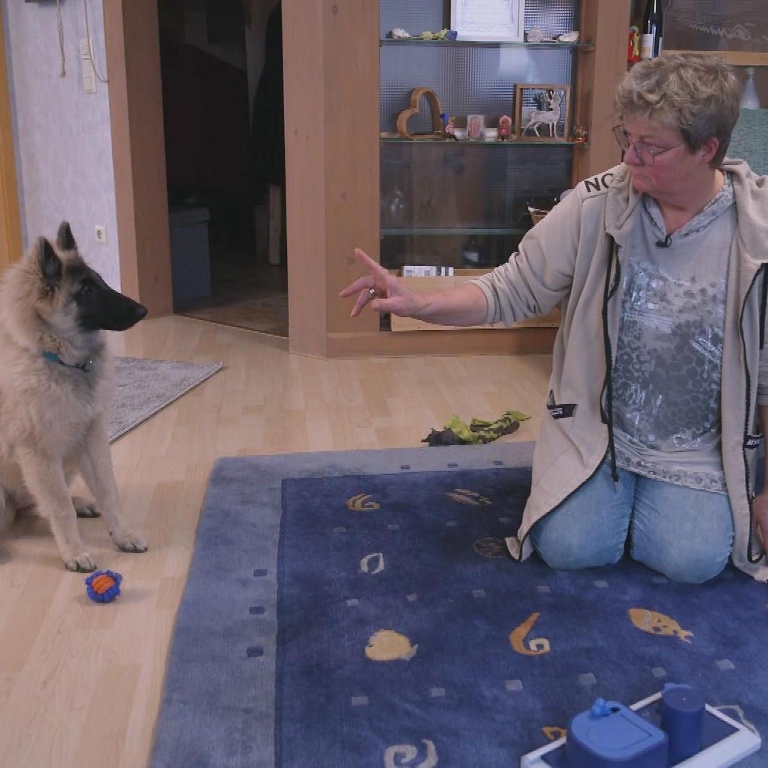 Die Welpen kommen - Mit Martin Rütter