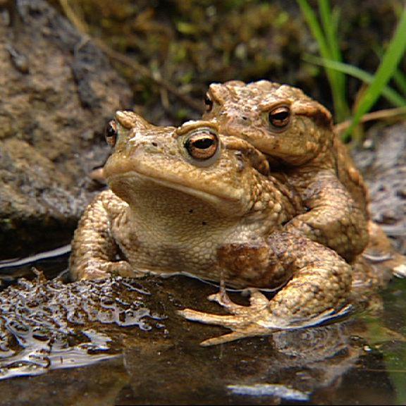 Tiergeschichten1 - Bild 2 - Krtenmnnchen klammert an Weibchen Tiergeschichten1 - Bild 2 - Krtenmnnchen klammert an Weibchen