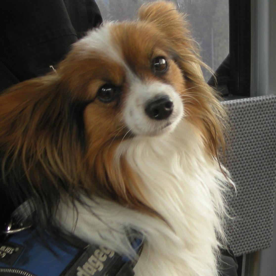 Tiere in Not - 2 Papillon Dino Tiere in Not - 2 Papillon Dino
