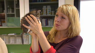Ein Fall von illegaler Katzenzucht