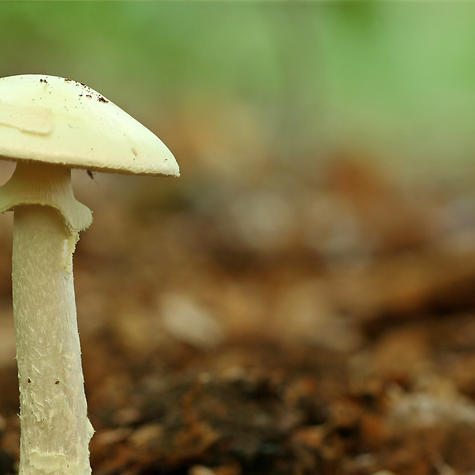 Fotolia 13159218 S pilz.jpg Fotolia 13159218 S pilz.jpg