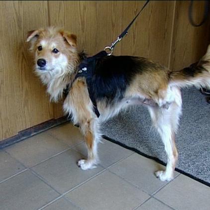 ort1 thgelsenkirchen hund amputation