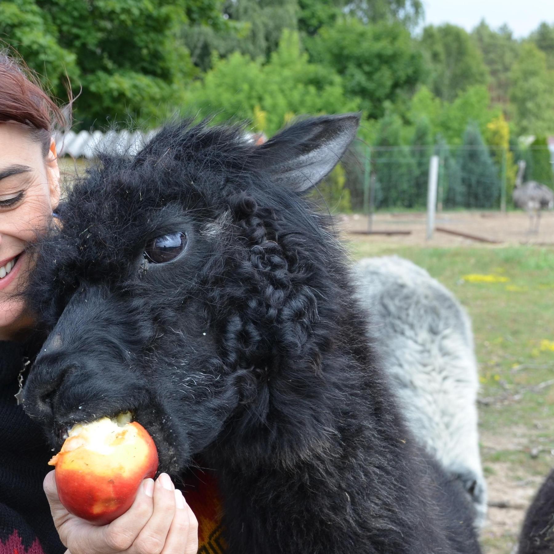 Tiergeschichten2 - Diana und Alpaka