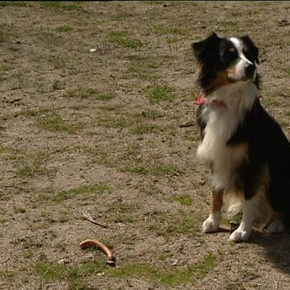 tiergeschichten 1 hund würstchen tiergeschichten 1 hund würstchen