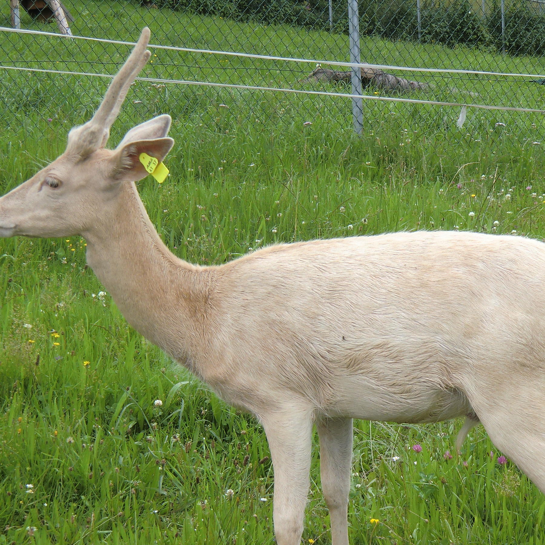 Tiergeschichten 3 - Bild 1 - Hirsch Tiergeschichten 3 - Bild 1 - Hirsch
