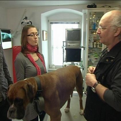 sprechstunde1 drwolf mit boxer sprechstunde1 drwolf mit boxer