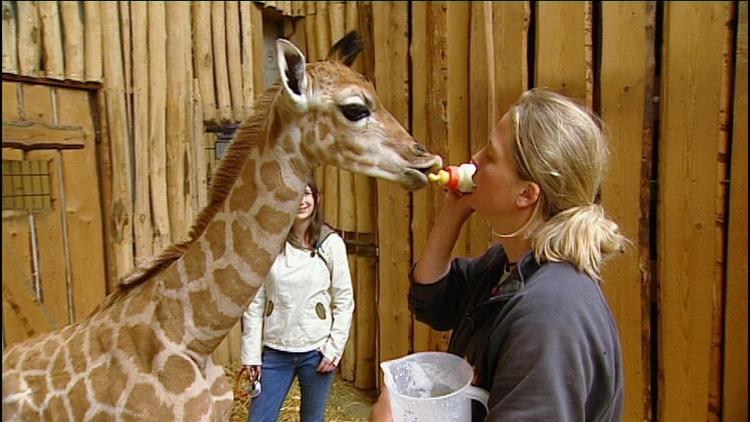 Tierklinik Für Hunde In Der Nähe Tierklinik Recklinghausen