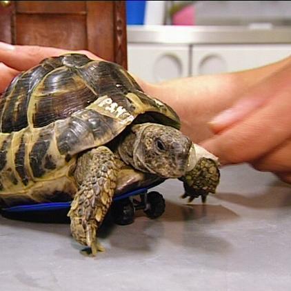 tierspital hamburg schildkroete rollator tierspital hamburg schildkroete rollator