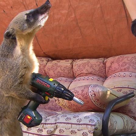 Tiergeschichten3 - VOX-DOCMA TV - Nasenbren Elvis und Sunny trainieren fr den Kinderfilm Quatsch