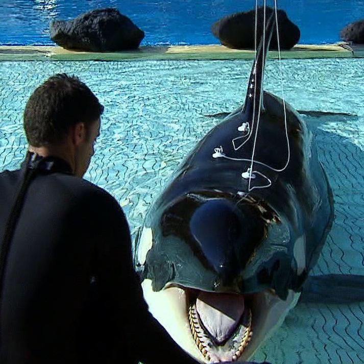 Vorschau2 - VOX - Orca mit Hrproblemen Vorschau2 - VOX - Orca mit Hrproblemen