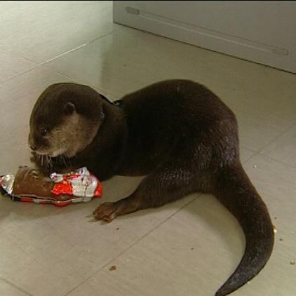 otter nikolaus otter nikolaus