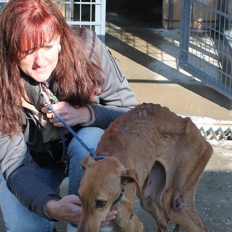 Vorschau1 - VOX-DOCMA TV - Start Mini-Serie Galgos Vorschau1 - VOX-DOCMA TV - Start Mini-Serie Galgos