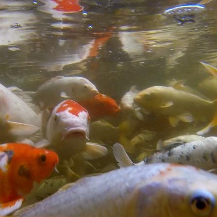Tiergeschichten3 - VOX - Dr. Matthias Reinschmidt informiert ber Koi-Karpfen Tiergeschichten3 - VOX - Dr. Matthias Reinschmidt informiert ber Koi-Karpfen