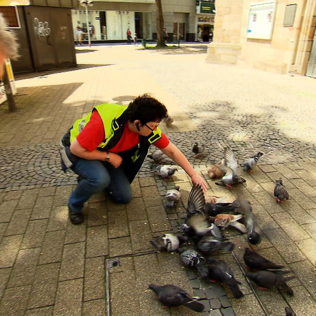 Tiergeschichten3 - VOX - Arche 90 Stadttauben Tiergeschichten3 - VOX - Arche 90 Stadttauben