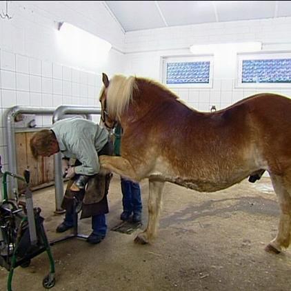 tk isernhagen pferd mischa tk isernhagen pferd mischa