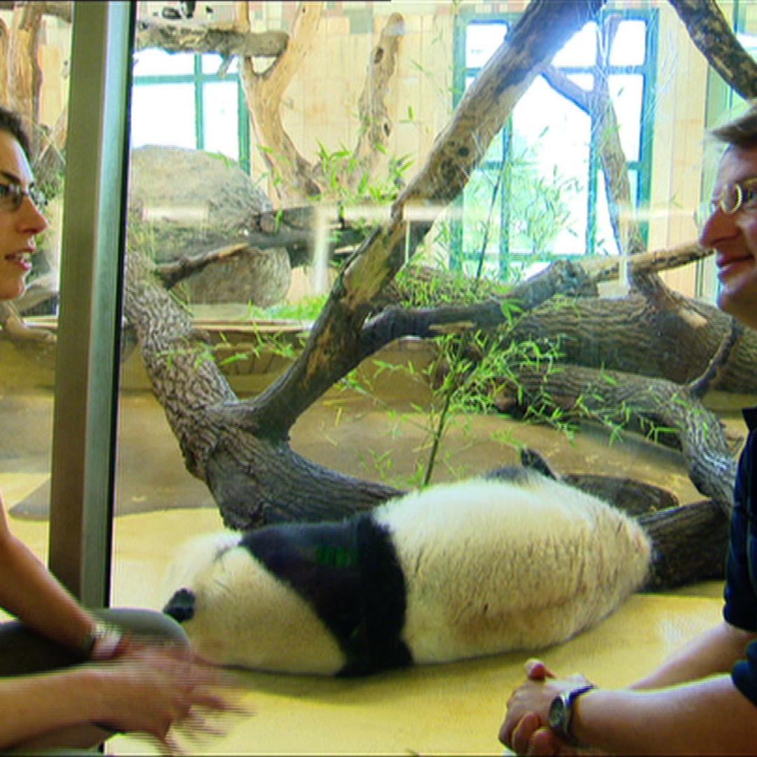 Tiergeschichten4 - Reinschmidt in Wien bei den Pandas
