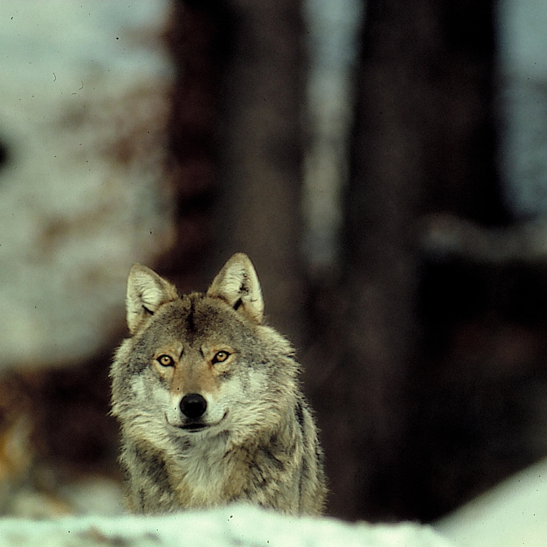wolf.jpg wolf.jpg