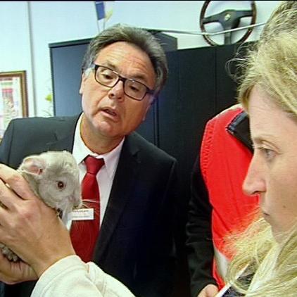 chinchilla chinchilla