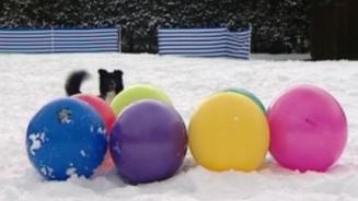 Schneespaß mit Treibball