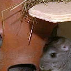 chinchilla09