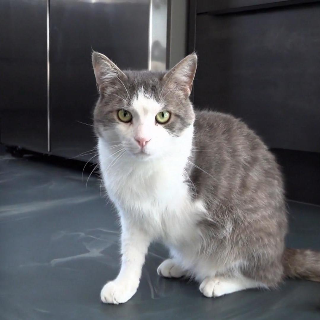 Mit seinem fehlenden Bein war Kater Gustl bisher schwer vermittelbar