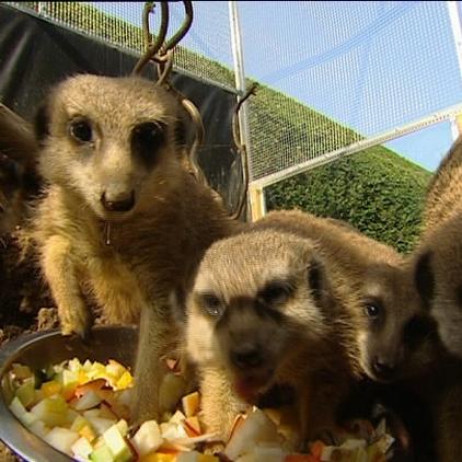 zusatzbild erdmännchen fressen zusatzbild erdmännchen fressen