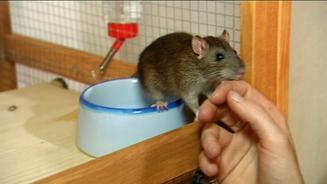 Zierliche Haustiere: Ratten