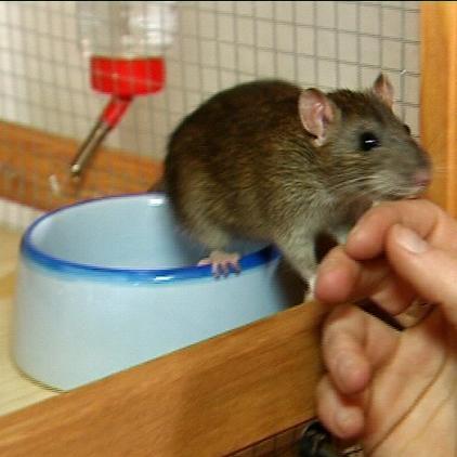 zusatzbild ratte an tränke zusatzbild ratte an tränke