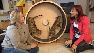 Katzenlaufräder im Test