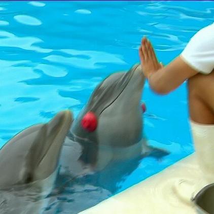 loro parque delfine loro parque delfine