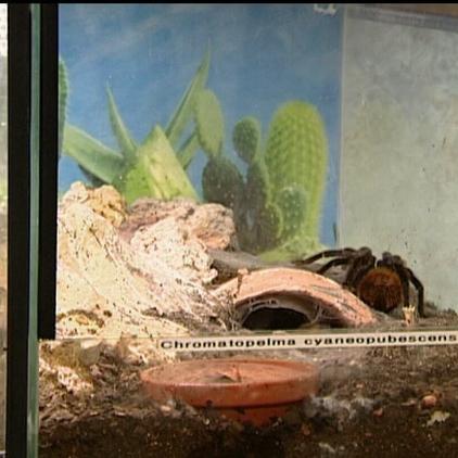 tiergeschichten1 beispielterrarium