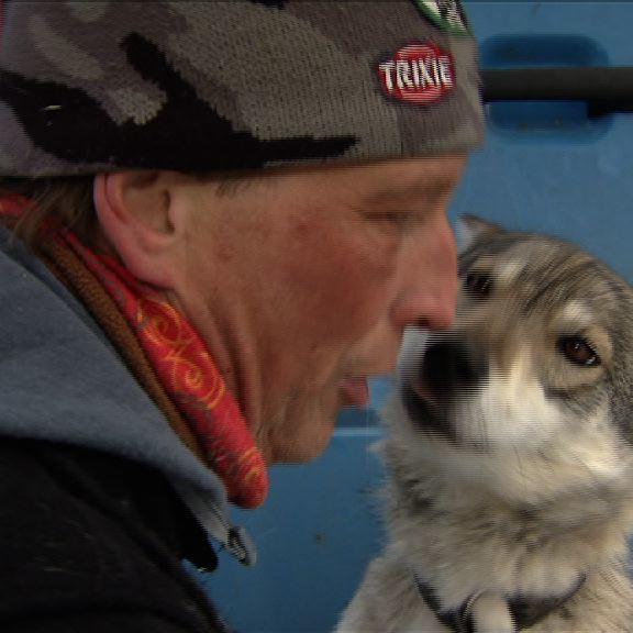 Kalte Schnauzen - Husky u Volker Kalte Schnauzen - Husky u Volker
