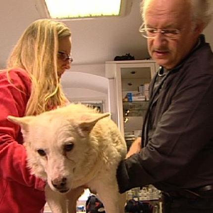 Sprechstunde - Hund mit Beinbrchen Sprechstunde - Hund mit Beinbrchen