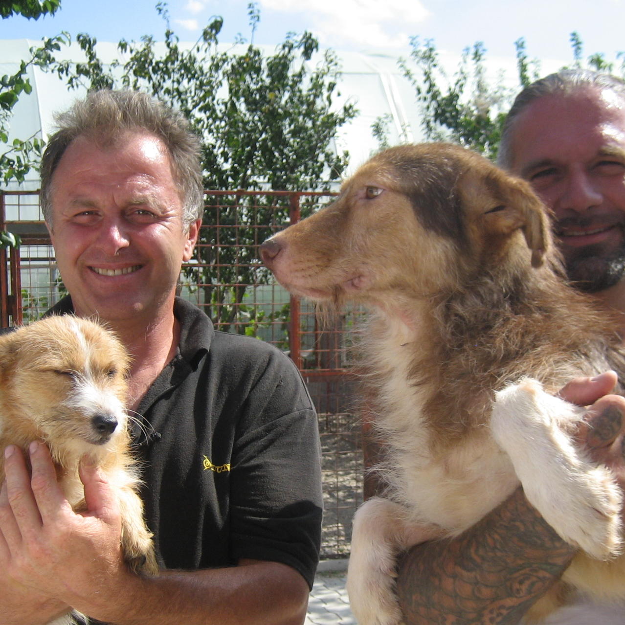 Tiergeschichten3 - Bild 2 - Ralf und Romulus - Zwei Hunde aus fremden Tierheim Tiergeschichten3 - Bild 2 - Ralf und Romulus - Zwei Hunde aus fremden Tierheim