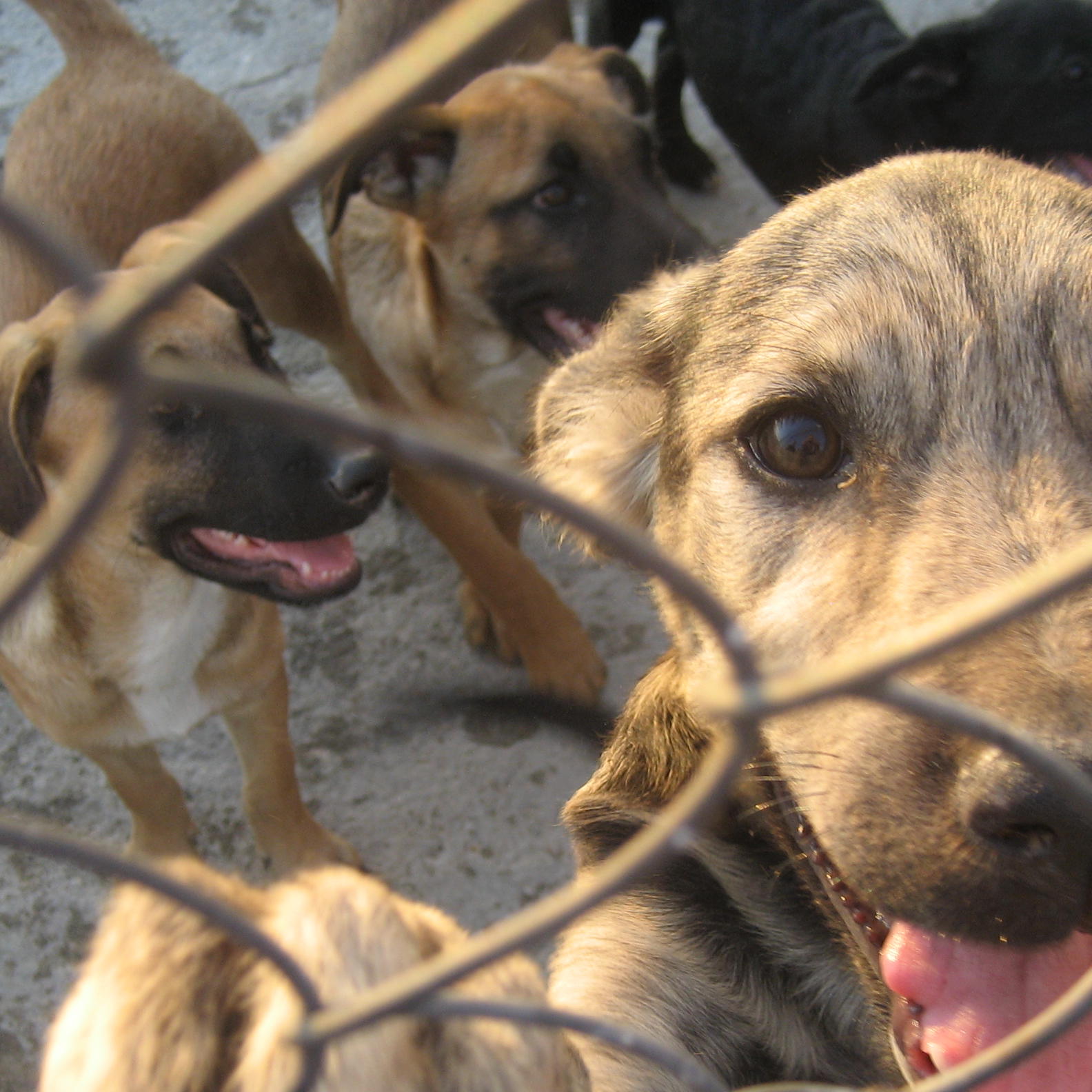 Tiergeschichten 3 - Harte Hunde - Casa Cainelui - Rumnischer Hund Tiergeschichten 3 - Harte Hunde - Casa Cainelui - Rumnischer Hund