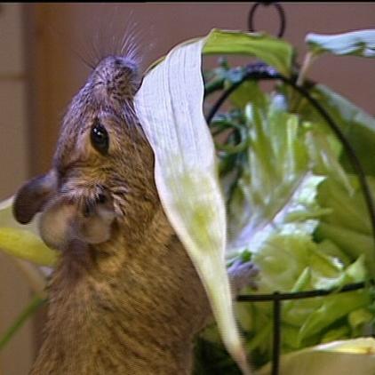tiergeschichten1 degu grünfutter tiergeschichten1 degu grünfutter