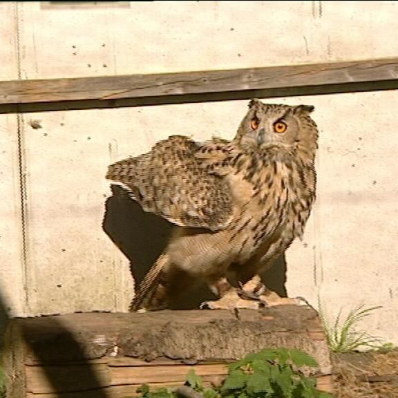 tiergeschichten2