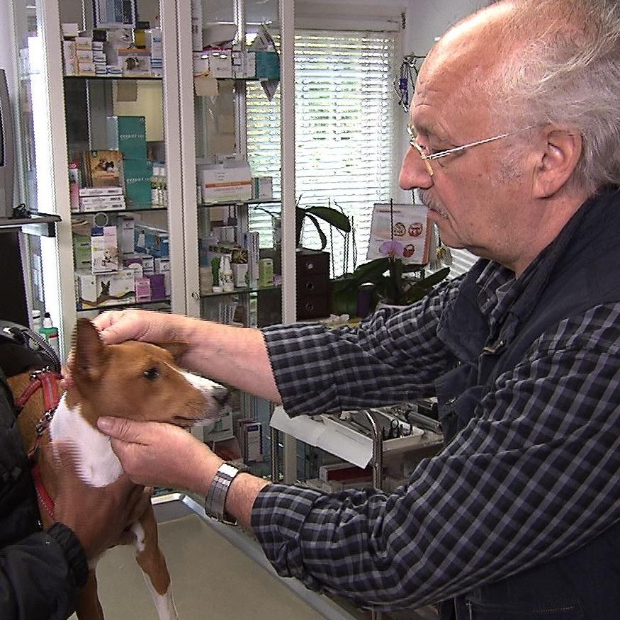 Sprechstunde - VOX - Dr. Wolf und Hund mit Infekt Sprechstunde - VOX - Dr. Wolf und Hund mit Infekt