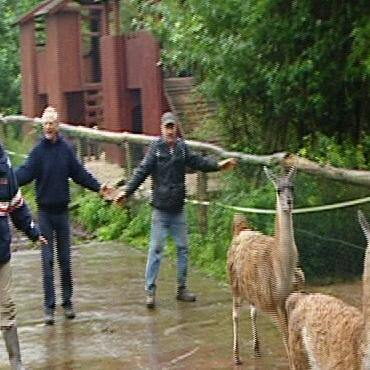 lama lama