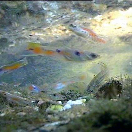 Tiergeschichten1 Guppys Tiergeschichten1 Guppys
