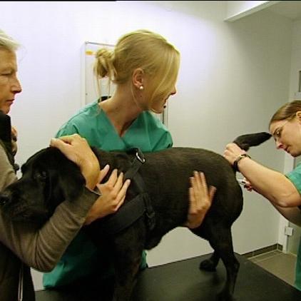 tk isernhagen labrador baghira atembeschwerden tk isernhagen labrador baghira atembeschwerden