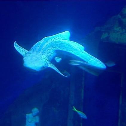 RA Bauer Sealife Hai RA Bauer Sealife Hai