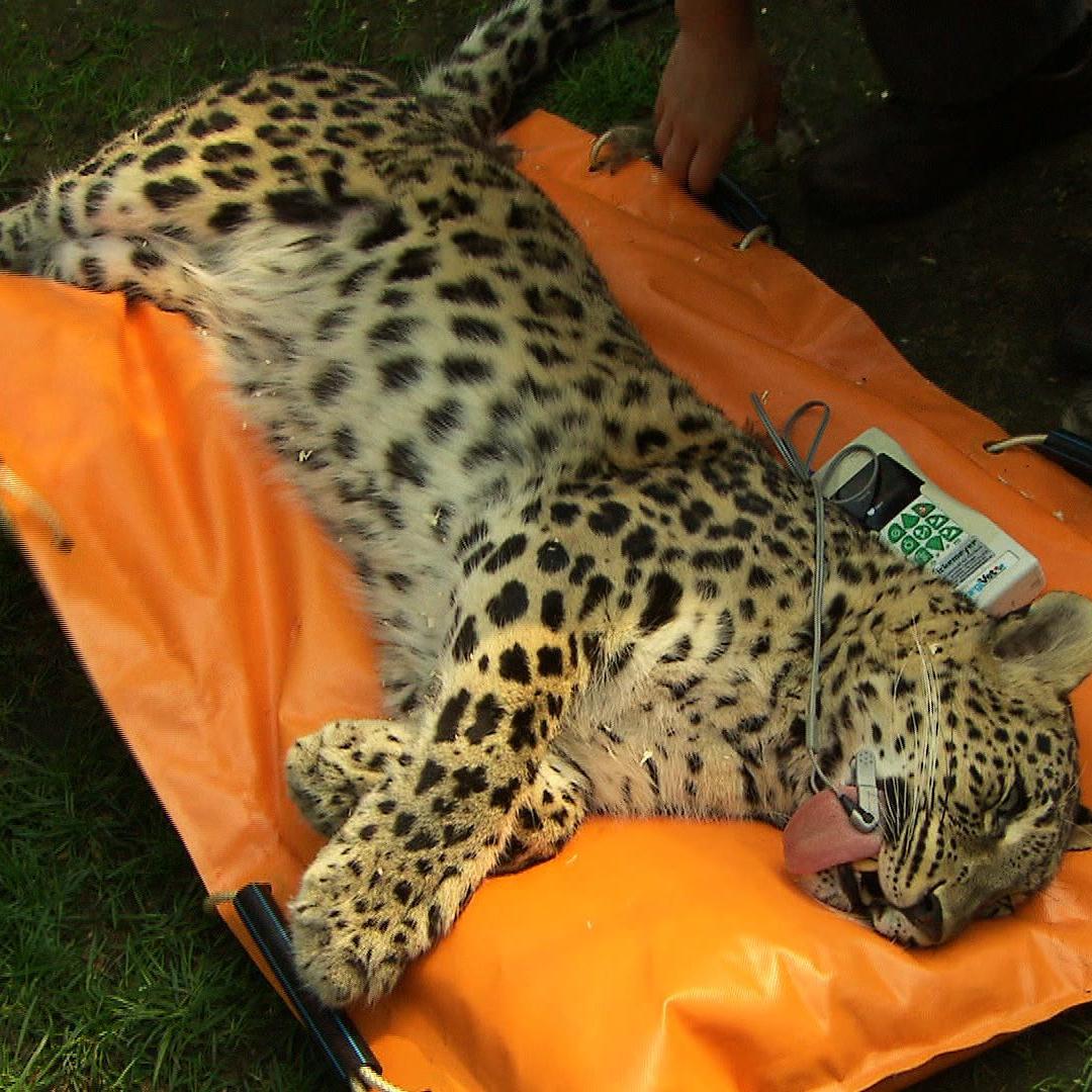 tp nordhorn leopard tp nordhorn leopard