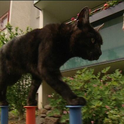 tiergeschichten1 trickkater1