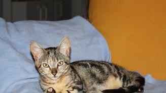 Kleine Katze in Not