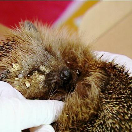 tierrettung mnchen igel tierrettung mnchen igel