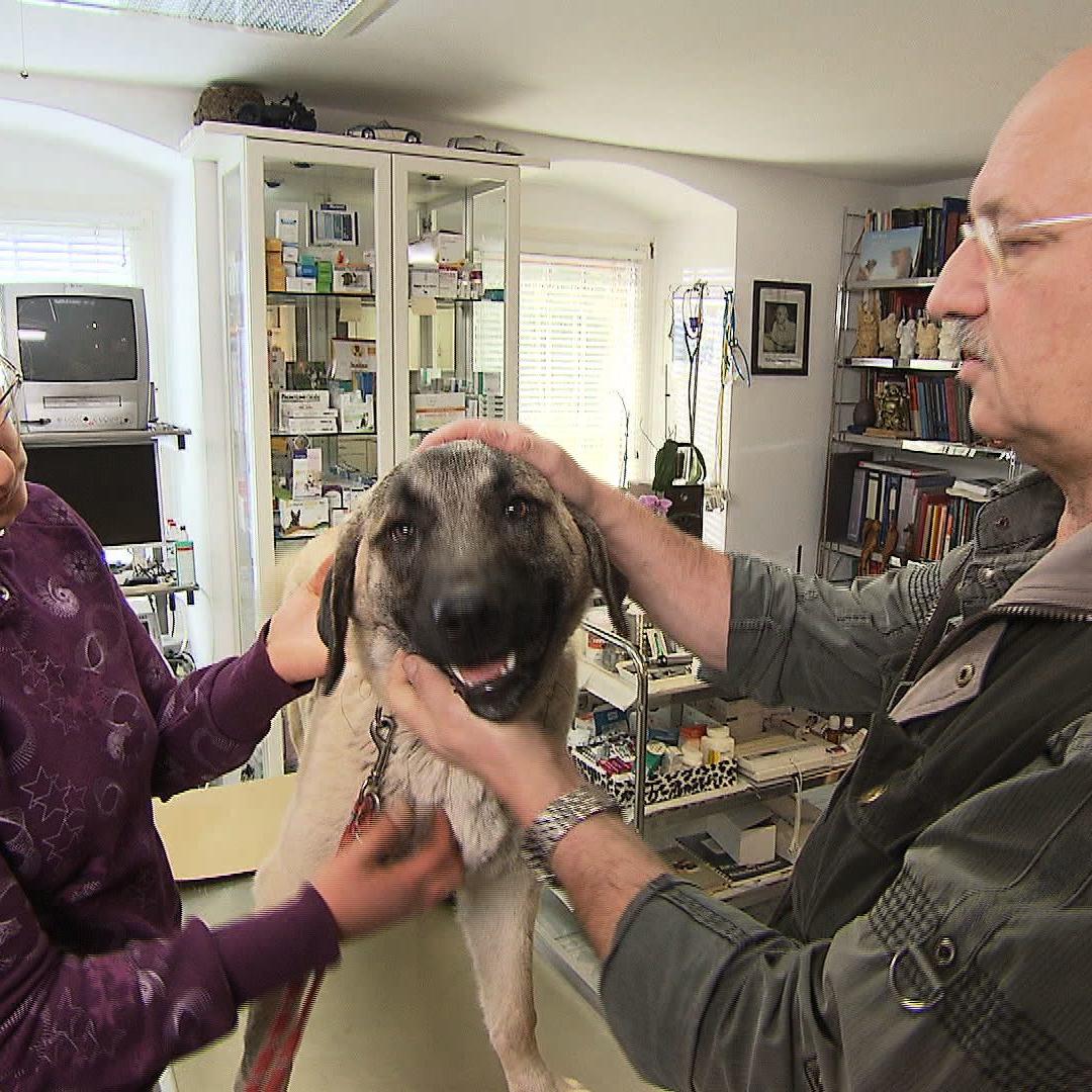 Sprechstunde - Dr. Wolf und Hund mit altem Bruch (1) Sprechstunde - Dr. Wolf und Hund mit altem Bruch (1)