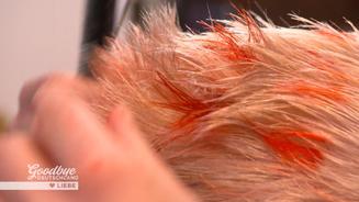 "Hasi" hat die Haare schlimm