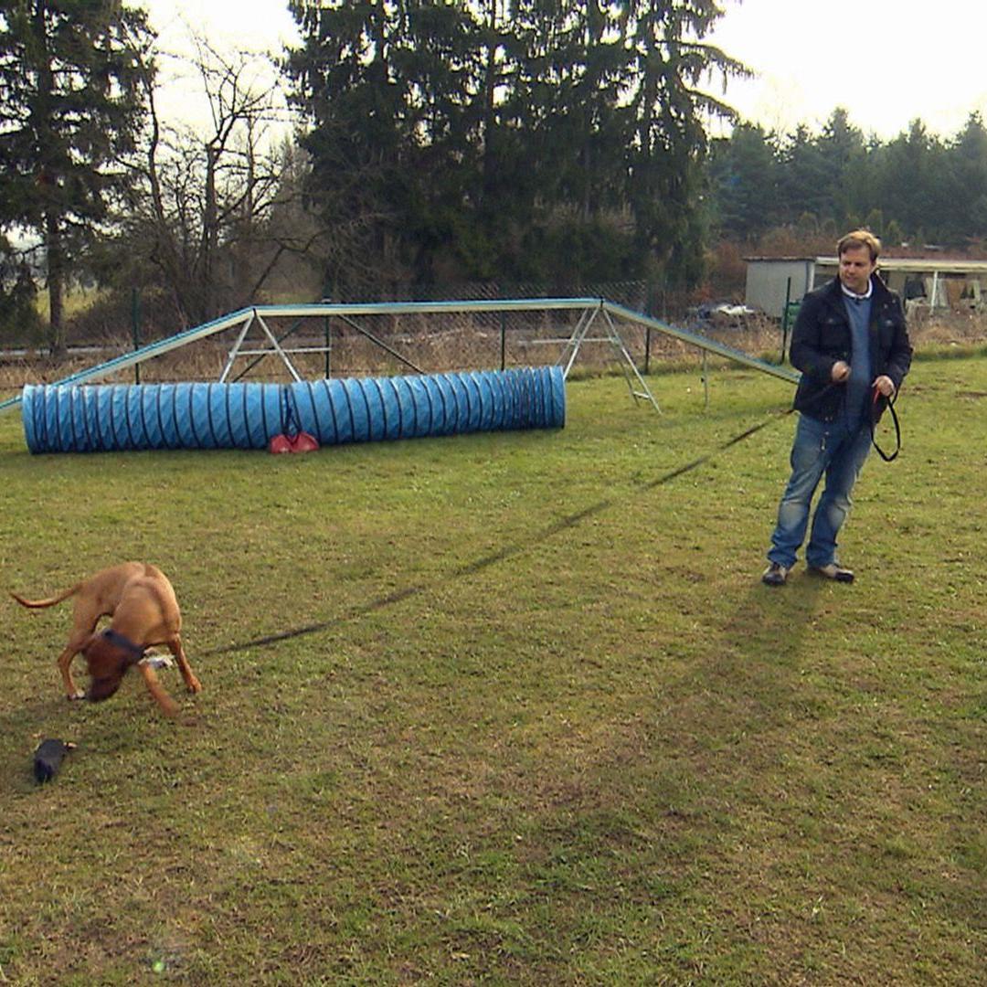 hundeprofi nia 001.jpg hundeprofi nia 001.jpg