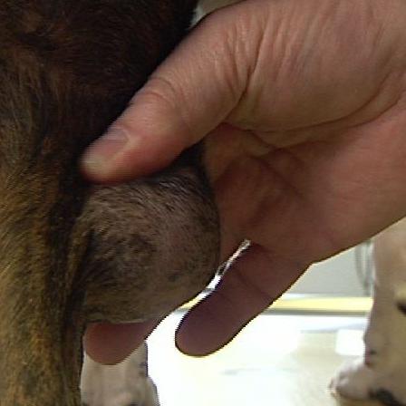 Vorschau3 - Dr. Wolf - Tumor am Bein Vorschau3 - Dr. Wolf - Tumor am Bein